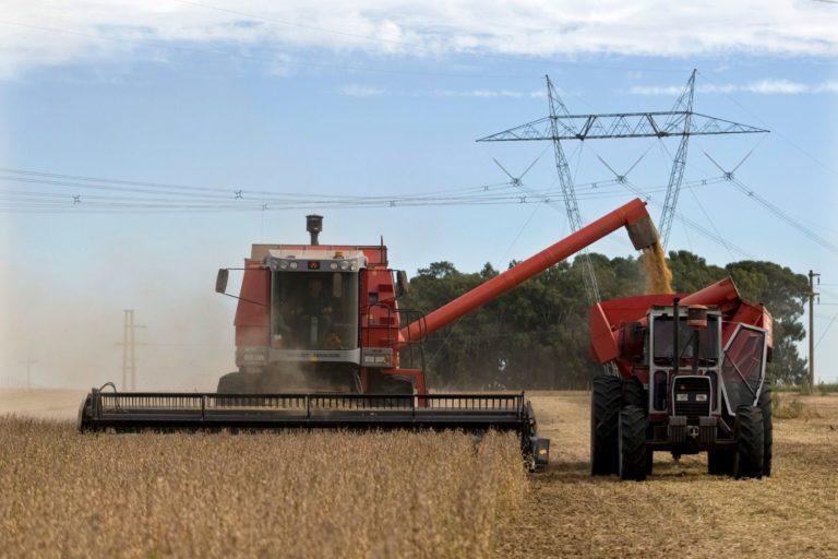 Safra recorde de soja está garantida no Brasil mesmo com perdas no RS.