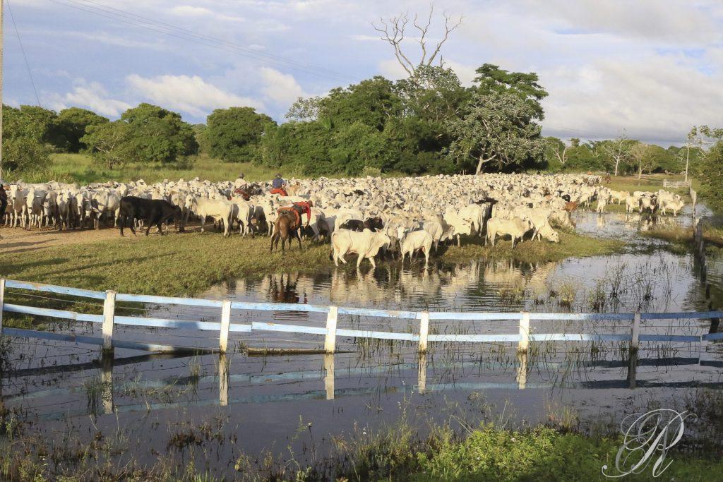 Semadesc amplia parceria para o desenvolvimento da pecuária sustentável do Pantanal.