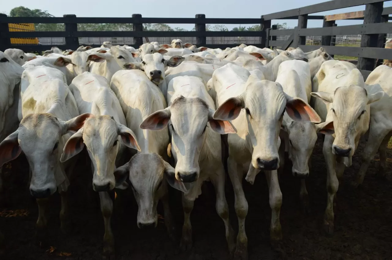 Semana de fortes baixas nos preços da arroba do boi gordo e demais categorias terminadas
