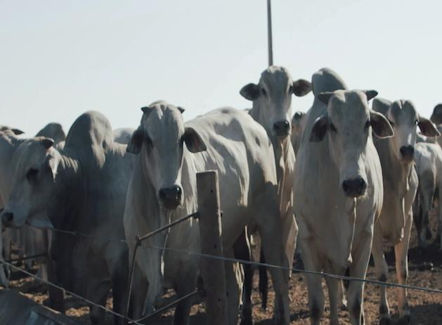 Semana de fortes baixas nos preços da arroba do macho e demais categorias terminadas