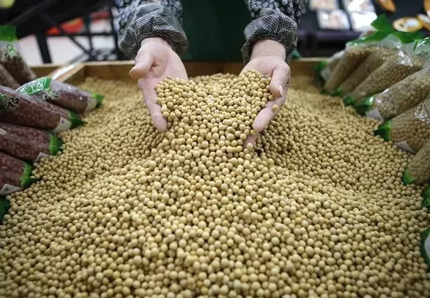 Soja inicia semana com leves ganhos em Chicago e mantém foco no clima