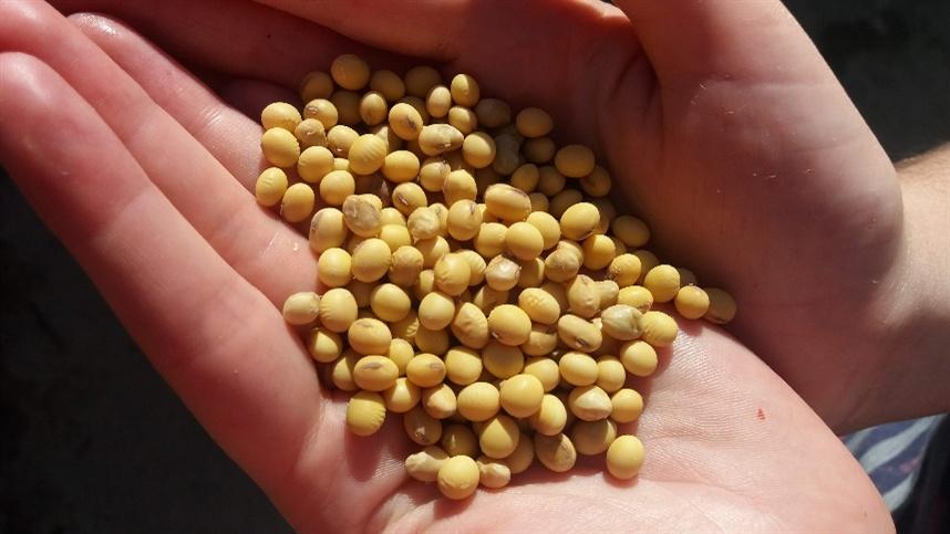 Soja: Mercado volta a subir em Chicago nesta 4ª feira com olhos sob a Argentina.