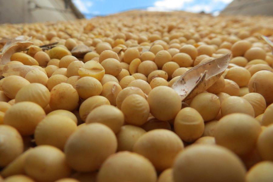 Soja testa mínimas em mais de uma semana nesta 2ª em Chicago com chuvas na Argentina