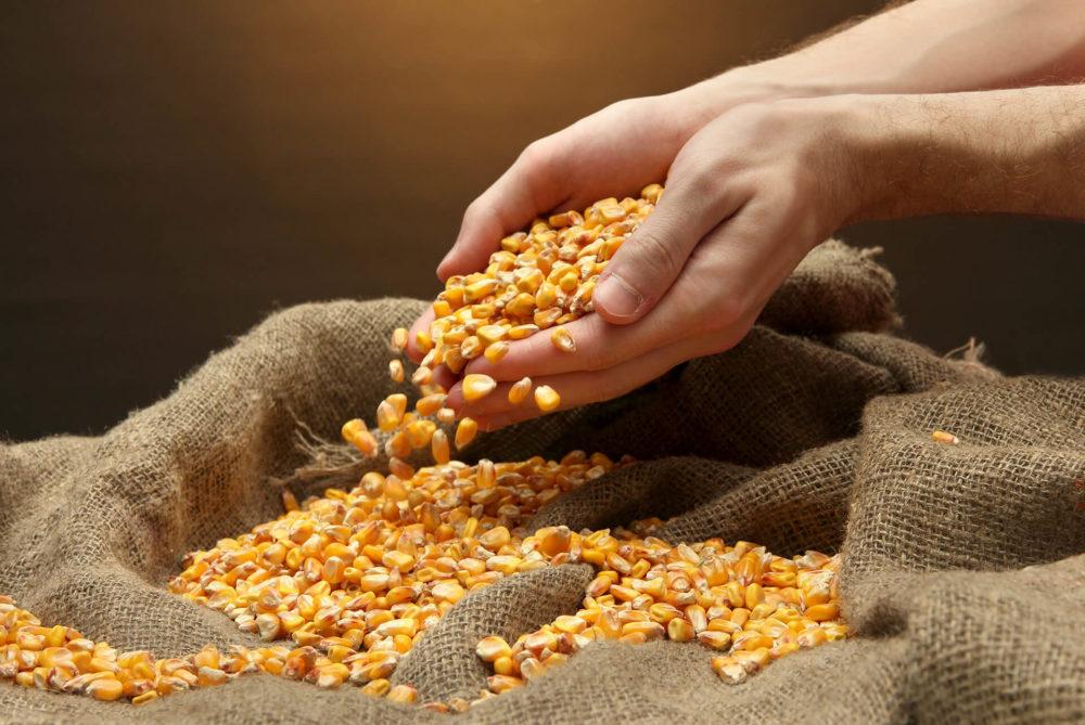 StoneX reduz estimativa de produção da 1ª safra de milho por causa da seca