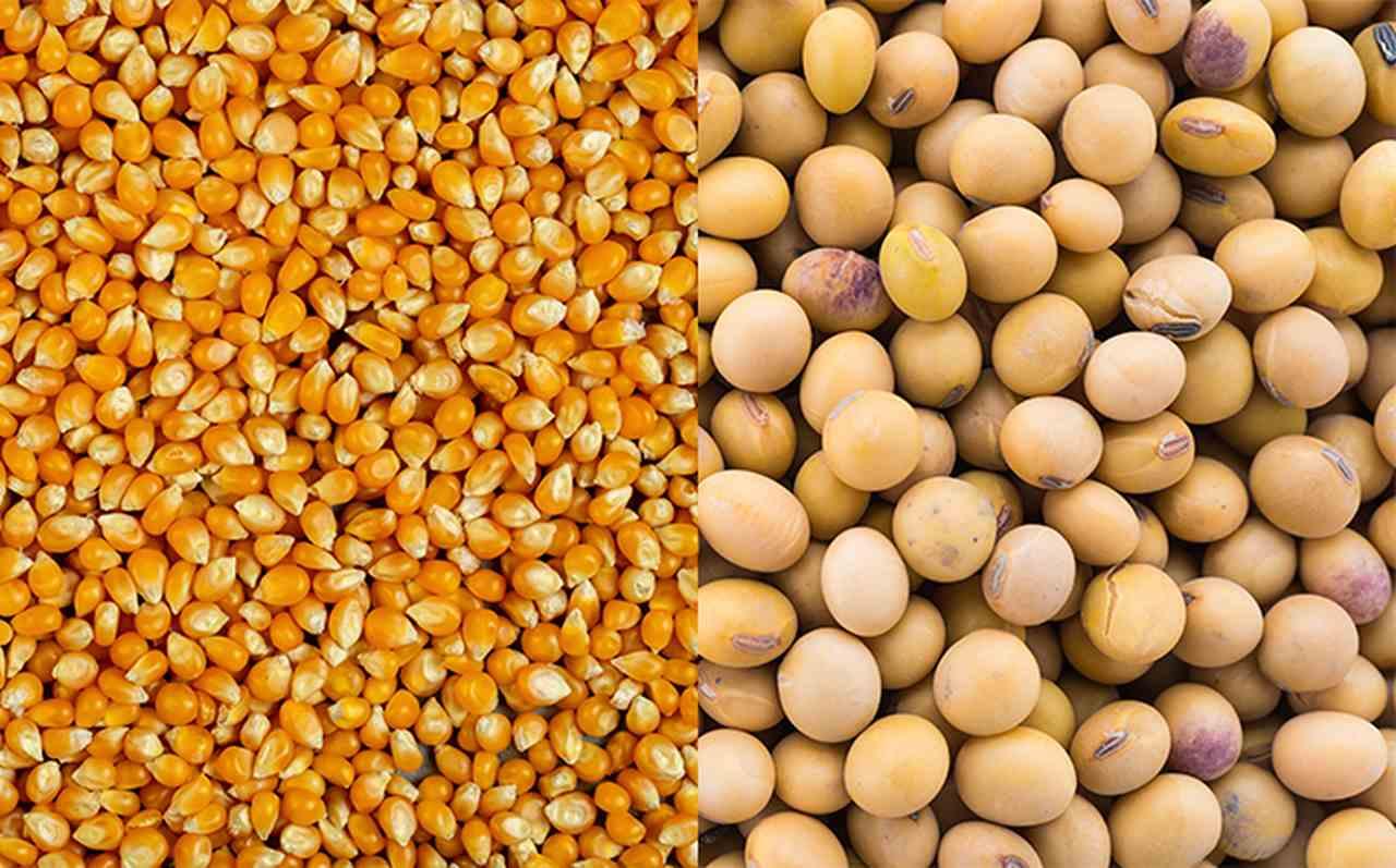 StoneX reduz previsão de safras de soja e milho do Brasil por clima adverso