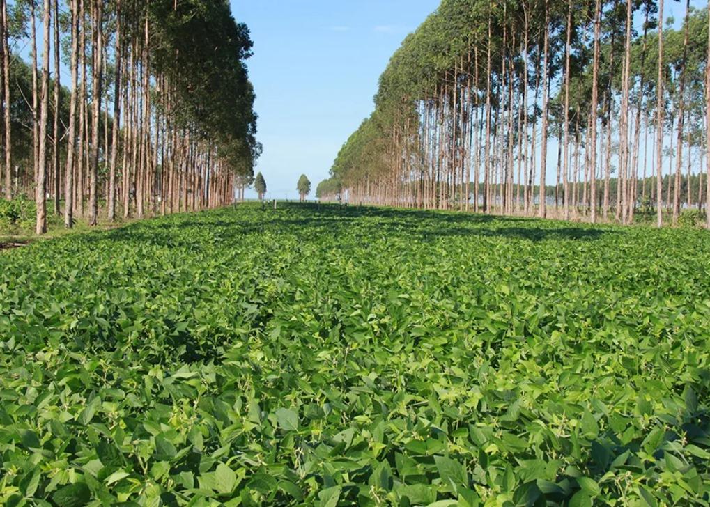 Sustentabilidade e redução de carbono é pauta da Aprosoja/MS em evento nos Estados Unidos