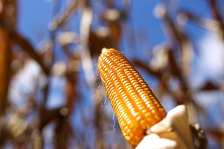 USDA e Argentina sustentam futuros do milho acumulando alta de 3,2% em Chicago