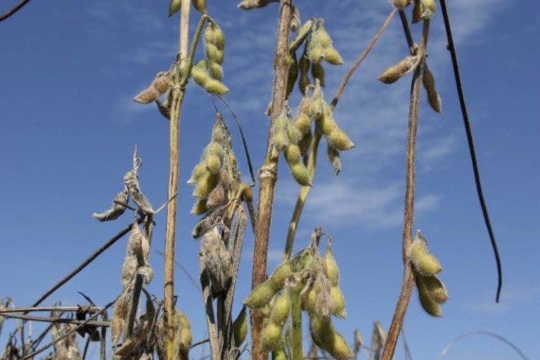 USDA eleva projeção para safra de soja 22/23 a 153 milhões de toneladas.