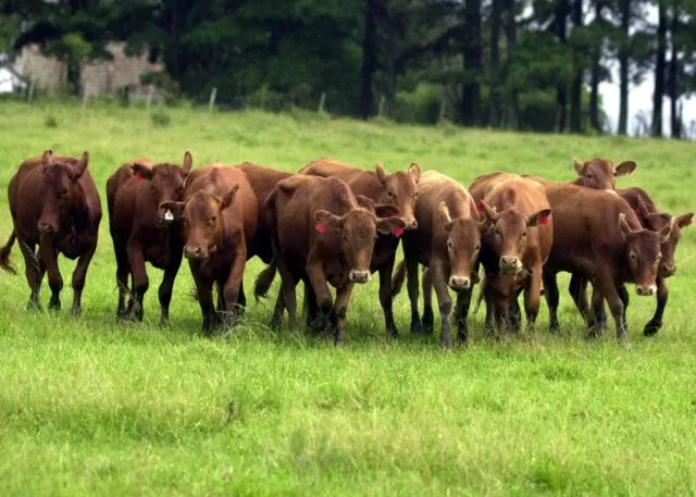 Verão marca proliferação do carrapato-do-boi em todo território nacional