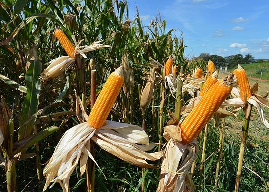 B3 se beneficia de fundamentos positivos internacionalmente e milho sobe nesta 2ªfeira