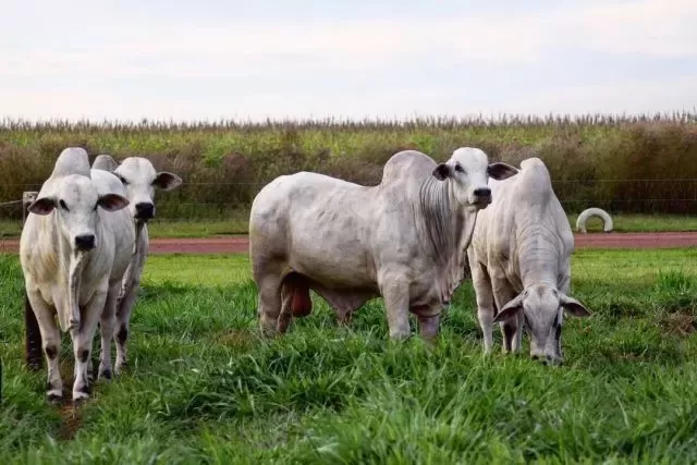 Boi gordo: liquidez recua e cotações da arroba se mantêm estáveis na maior parte do País