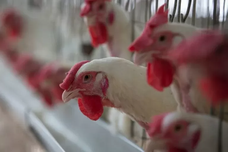 Brasil segue sem gripe aviária e eleva atenção após casos em vizinhos, diz ministro.