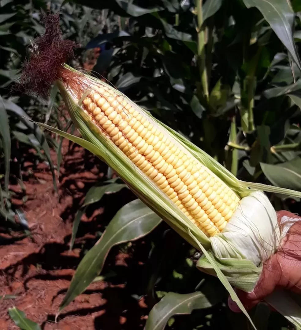 Cotações futuras do milho abrem a sessão desta 5ª feira em campo misto em Chicago