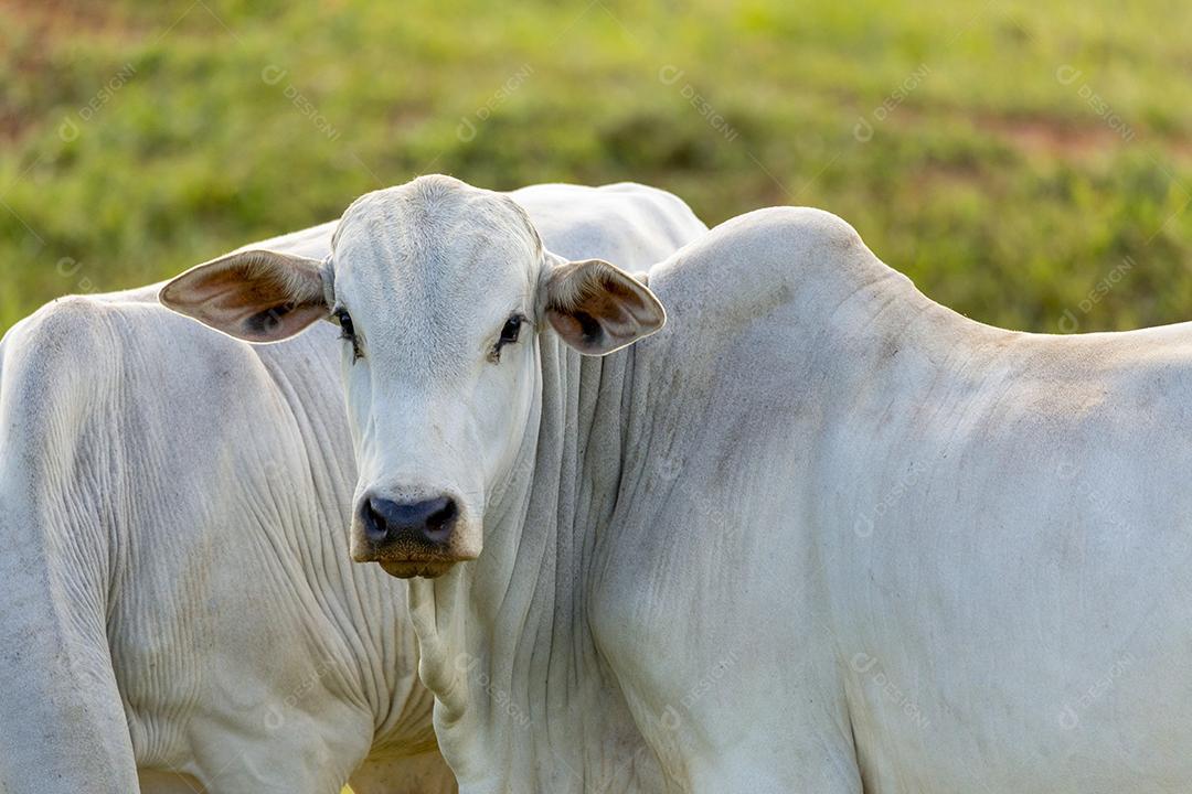Expectativas mais positivas para os preços da arroba neste início de fevereiro