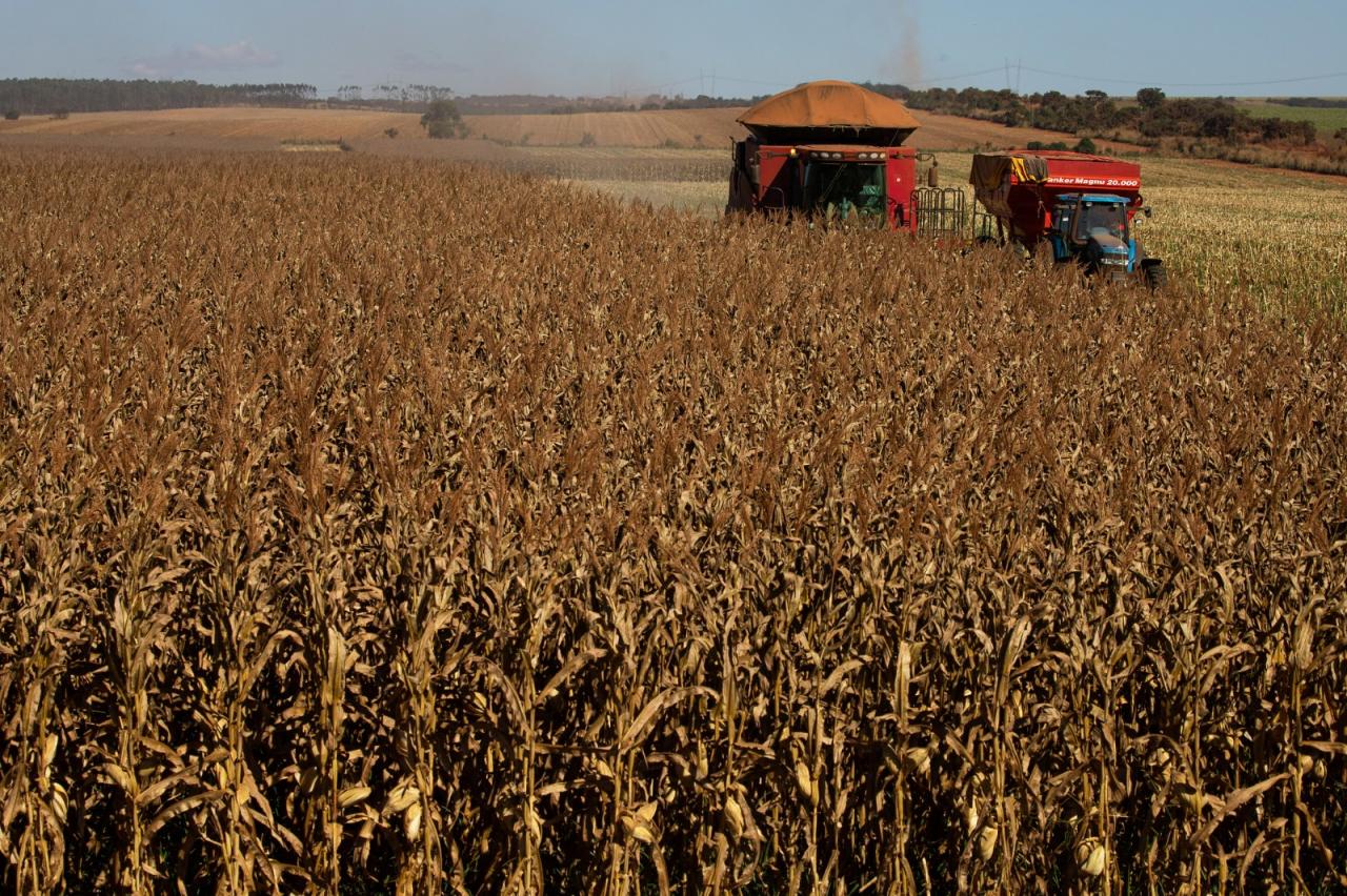 Fertilizantes tem redução de 25% no preço médio, em MS