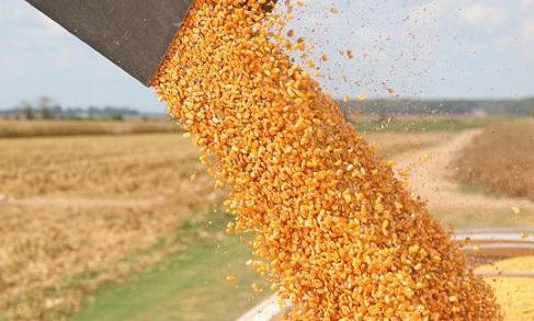 Milho 23/24: relação de troca por fertilizante está mais favorável ao produtor, aponta Imea