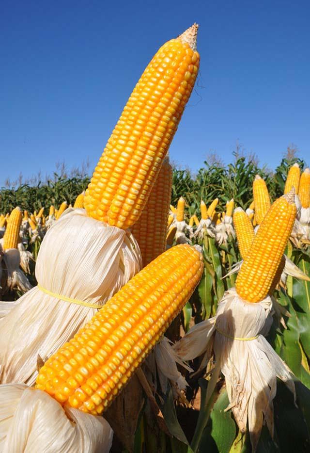 Milho sente a queda do dólar e também recua na B3 nesta 5ªfeira