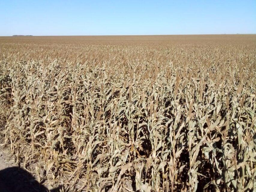 Seca na Argentina provoca perdas de bilhões de dólares na agropecuária