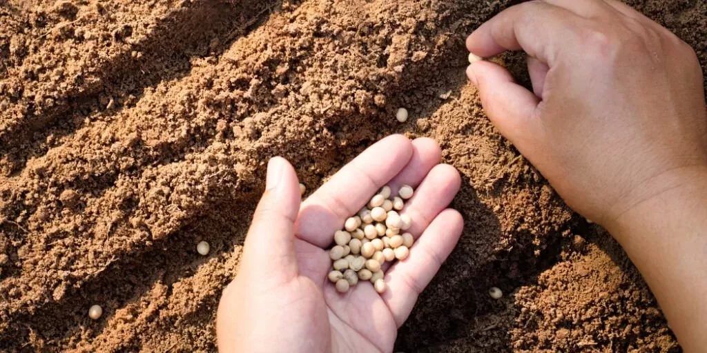 Soja: preços ficam de estáveis a mais baixos em dia de poucos negócios