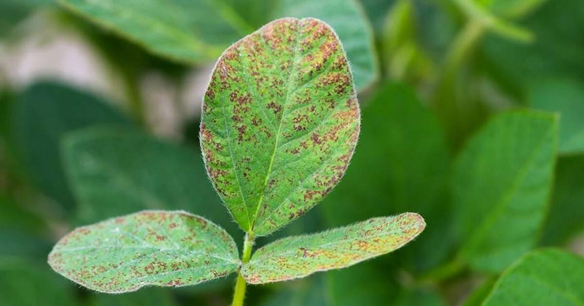 Clima estimula maior incidência de ferrugem asiática em MS