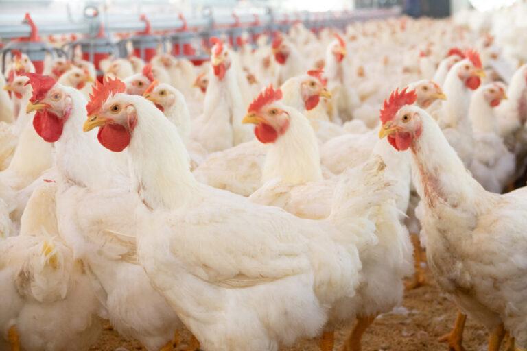 Gripe aviária: Ministério da Agricultura suspende realização de feiras com aves