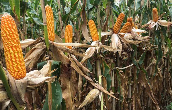 Milho cai 1,5% em Chicago nesta 4ªfeira após novos números do USDA