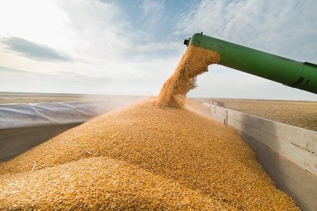 Milho: Conab estima safra do Brasil de 124,677 milhões de toneladas