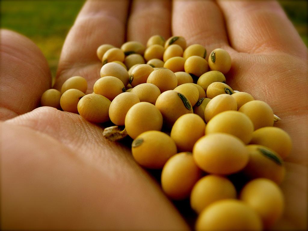 Veja como ficaram os preços da soja no Brasil após relatório do USDA