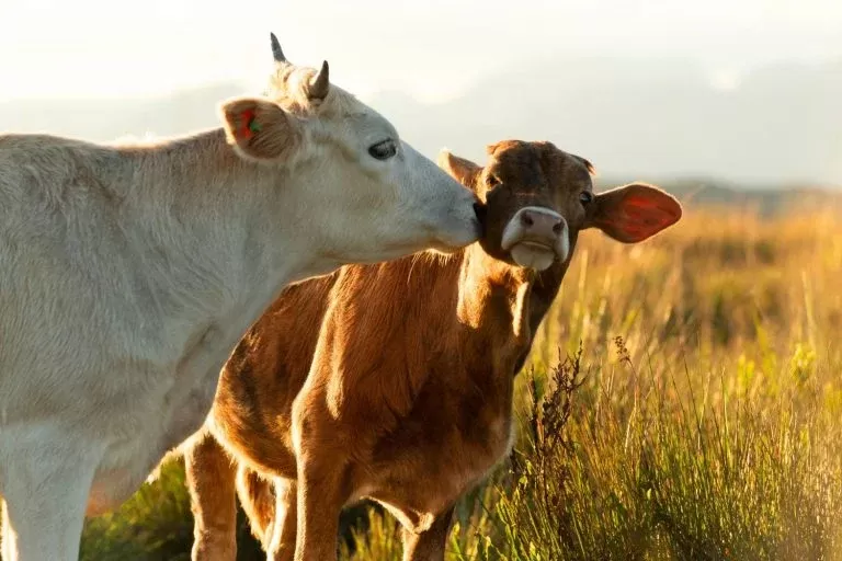 7 mitos e verdades sobre as práticas de bem-estar animal.