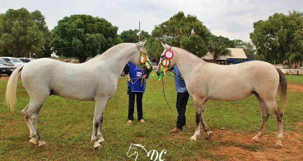 Cavalo pantaneiro participa de provas na Expogrande e 35 lotes da raça serão leiloados   Leia mais em: https://www.acrissul.com.br/noticias/cavalo-pan