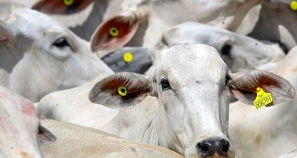 Frigoríficos cadenciam as compras, mantendo a pressão de baixa na arroba.
