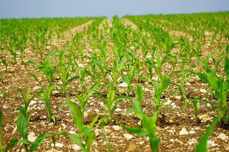 Mato Grosso do Sul ainda tem 5% das lavouras de milho por plantar, relata Famasul