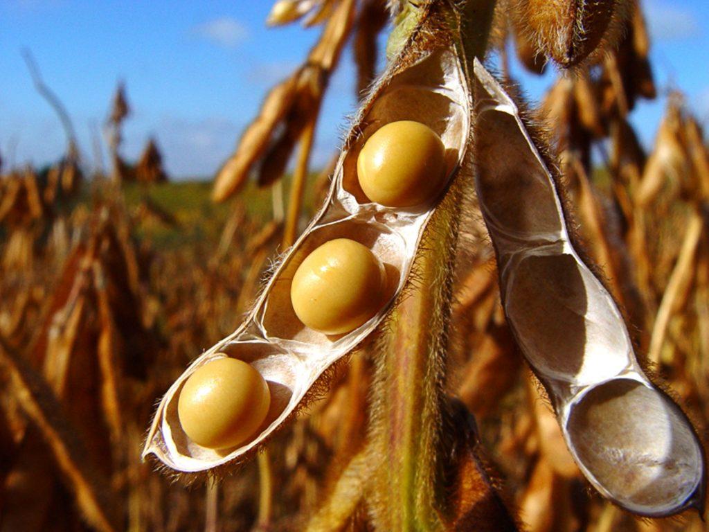 Produtores brasileiros vendem a oleaginosa por medo de novas quedas.
