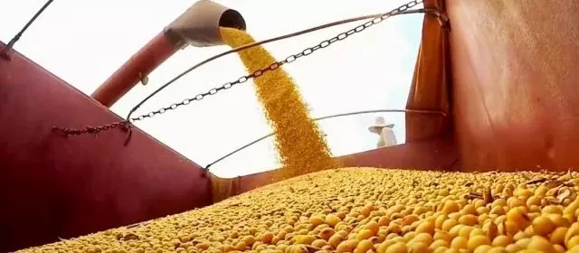Produtores brasileiros vendem soja por medo de novas quedas