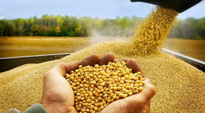 Soja/Cepea: Com menor safra na Argentina, queda de preço é interrompida no Brasil