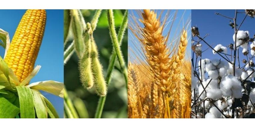 USDA: Vendas semanais 22/23 de soja, milho e trigo vêm dentro das expectativas do mercado