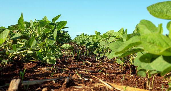 Zoneamento agrícola de risco climático para a soja é atualizado no Brasil.