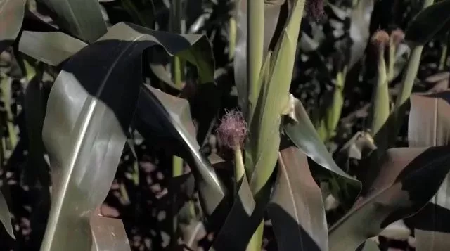 Agricultores em Sidrolândia estão apreensivos com queda de 44% no preço do milho
