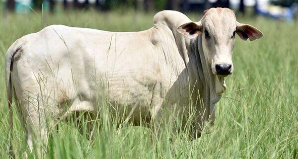 Área cultivada mais que dobra e produção de bovinos cai 25%.