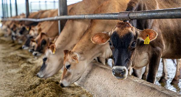 Brasil poderá exportar aditivos de alimentação de bovinos para a Argentina.