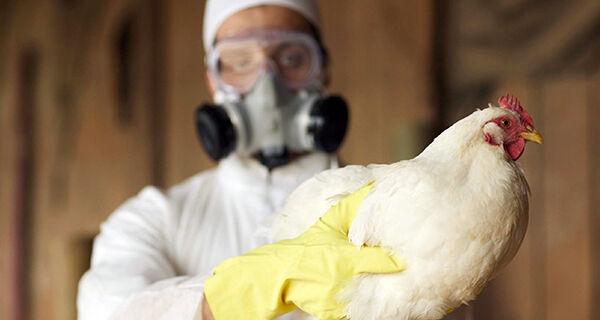 Brasil registra primeiros casos de Influenza Aviária de Alta Patogenicidade em aves silvestres.