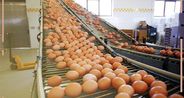 Exportações brasileiras de ovos têm receita recorde em abril.