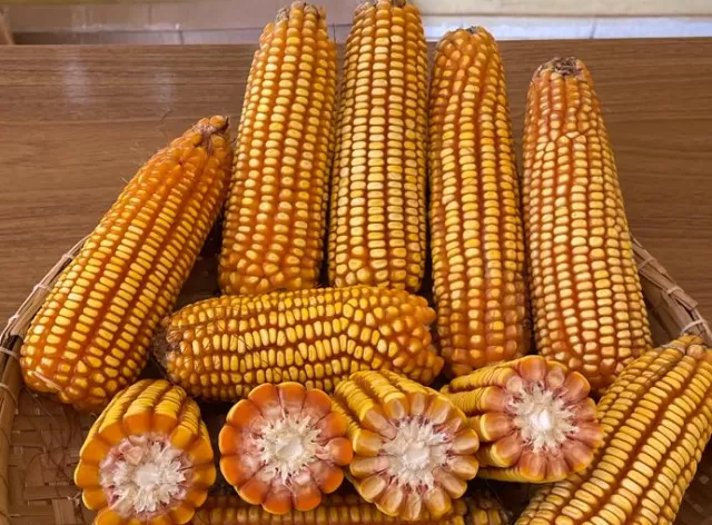 Milho e sorgo: novas cultivares com potencial produtivo elevado chegam ao mercado
