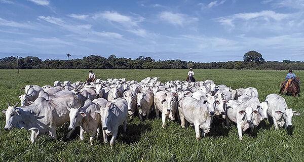 Preço dos animais é motivo de atenção para os pecuaristas.
