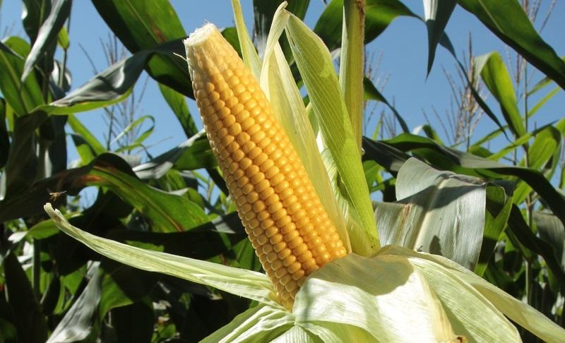Preços futuros do milho abrem a sessão desta 3ª feira em campo misto na CBOT