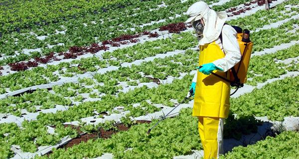Projeto piloto permite consulta do limite máximo de resíduos nos produtos vegetais para exportação.