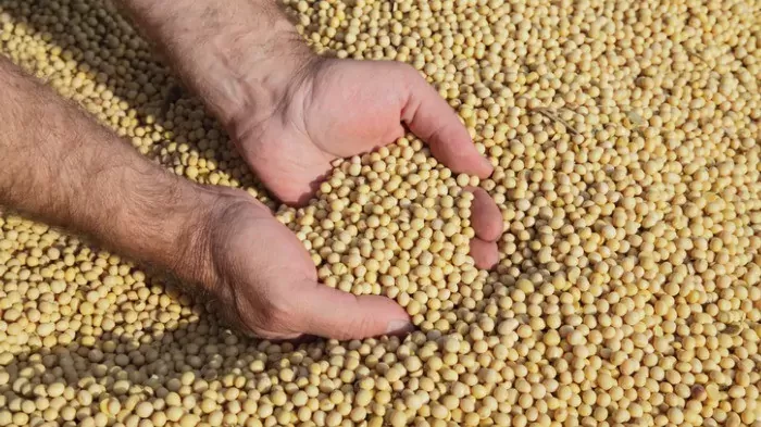 Soja dá sequência às altas na Bolsa de Chicago nesta 3ª feira, acompanhando farelo e óleo