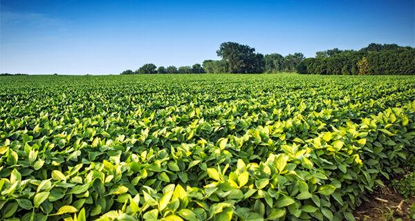 Valor Bruto da Produção Agropecuária de 2023 é estimado em R$ 1,216 trilhão.