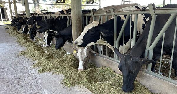 Boas práticas na agropecuária contribuem para reduzir impacto ambiental.