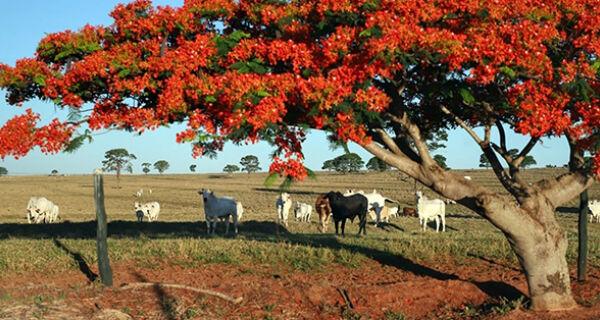 Cotações do boi gordo renovam mínimas em algumas praças pecuárias brasileiras.